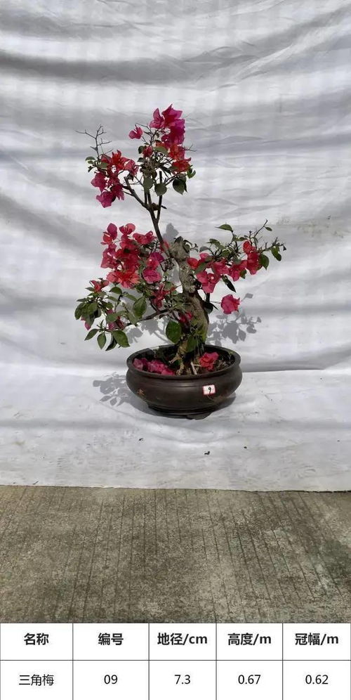 精品三角梅盆景 60-80公分的吉祥年花，寓意富贵满堂